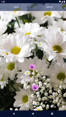 3D Daisy Spring Live Wallpaper android App screenshot 2